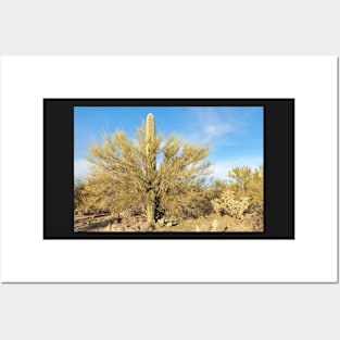 Saguaro and Tree Posters and Art